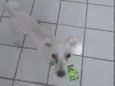 Ninho