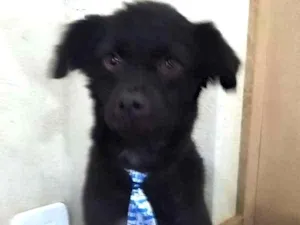 Cachorro raça srd idade 5 anos nome bob