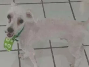 Cachorro raça Poodle idade 7 a 11 meses nome Ninho