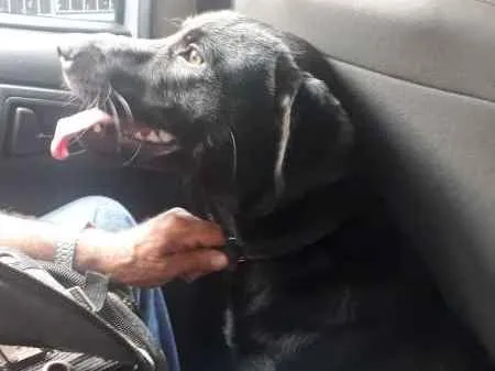 Cachorro ra a Labrador idade 7 a 11 meses nome Apollo