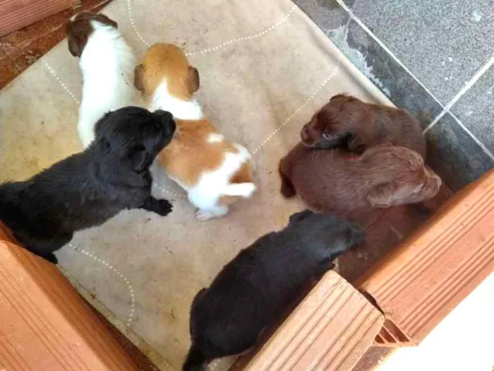 Cachorro raça Vira lata idade Abaixo de 2 meses nome Não tem 