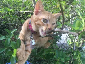 Gato raça Não sei idade 2 a 6 meses nome Surya GRATIFICA