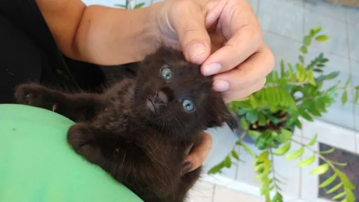 Gato ra a SRD idade Abaixo de 2 meses nome Lindos filhotes