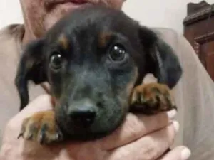 Cachorro raça SRD idade Abaixo de 2 meses nome Sem nome
