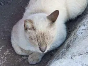 Gato raça  idade 1 ano nome Não possuem nomes