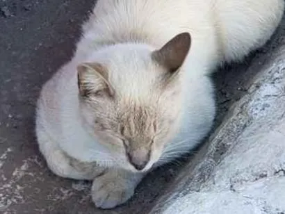 Gato raça  idade 1 ano nome Não possuem nomes