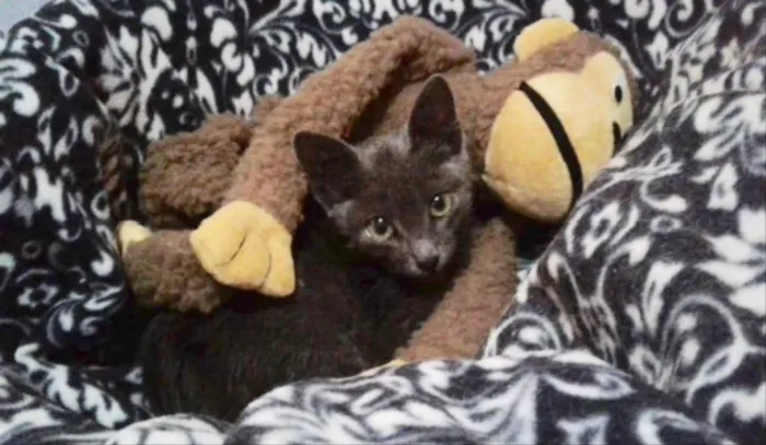 Gato ra a SRD idade 2 a 6 meses nome Tiquinho 