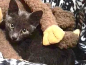 Gato raça SRD idade 2 a 6 meses nome Tiquinho 