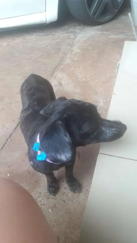 Cachorro ra a SRD idade 2 a 6 meses nome Preta