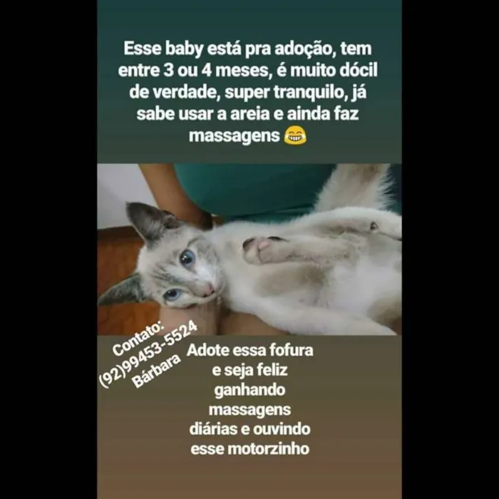 Gato raça SRD idade 2 a 6 meses nome sem nome