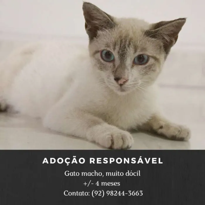 Gato raça SRD idade 2 a 6 meses nome sem nome