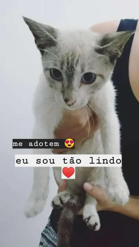 Gato raça SRD idade 2 a 6 meses nome sem nome