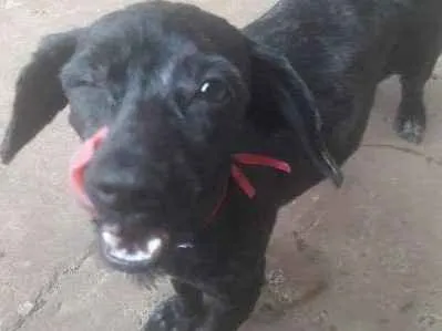 Cachorro ra a SRD idade 2 a 6 meses nome Preta