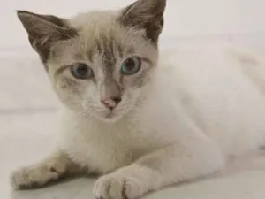 Gato raça SRD idade 2 a 6 meses nome sem nome