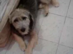 Cachorro raça Vira lata idade 7 a 11 meses nome Apollo