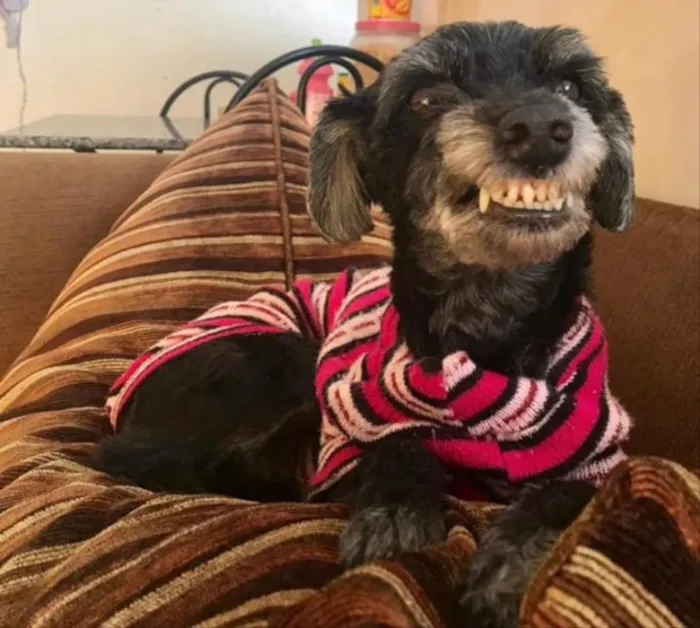 Cachorro ra a SRD  idade 6 ou mais anos nome Tica