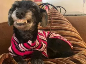 Cachorro raça SRD  idade 6 ou mais anos nome Tica