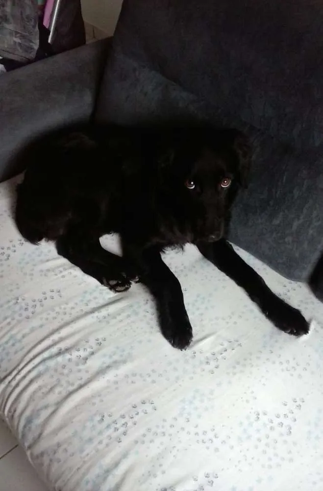 Cachorro ra a Vira lata idade 7 a 11 meses nome Banana