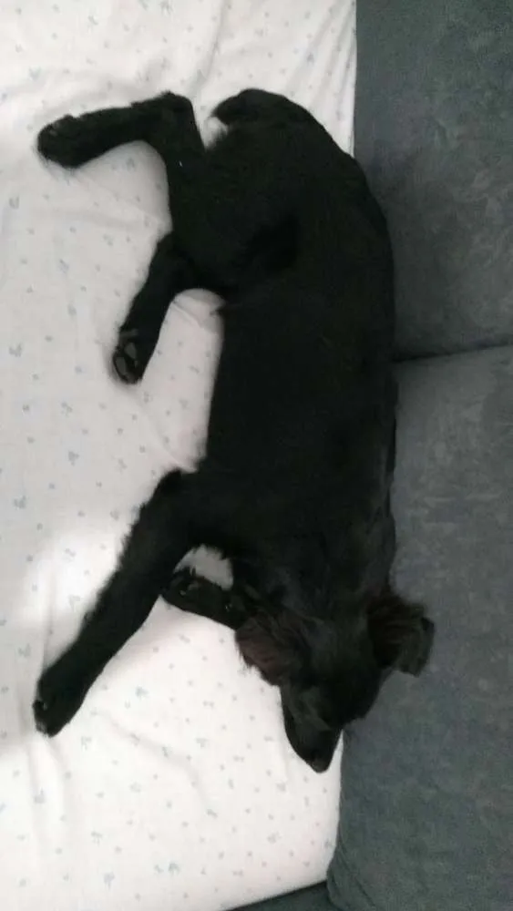 Cachorro ra a Vira lata idade 7 a 11 meses nome Banana