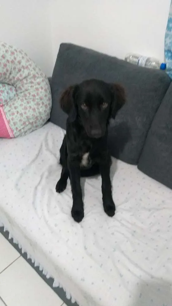 Cachorro ra a Vira lata idade 7 a 11 meses nome Banana