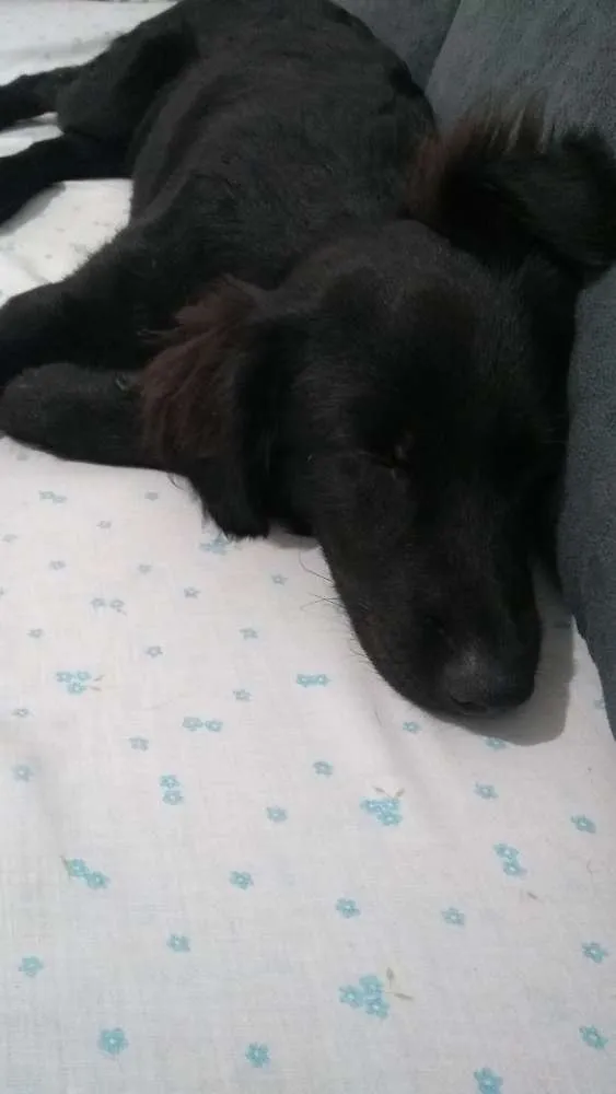 Cachorro ra a Vira lata idade 7 a 11 meses nome Banana
