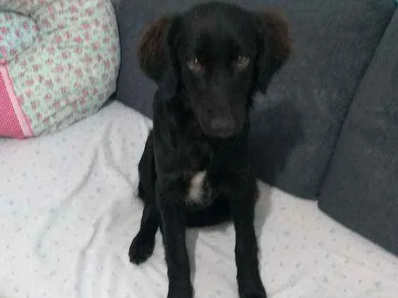 Cachorro ra a Vira lata idade 7 a 11 meses nome Banana
