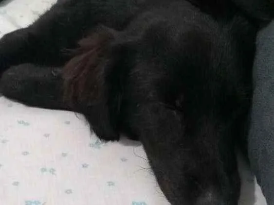 Cachorro ra a Vira lata idade 7 a 11 meses nome Banana
