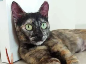 Gato ra a SRD idade 7 a 11 meses nome Nina