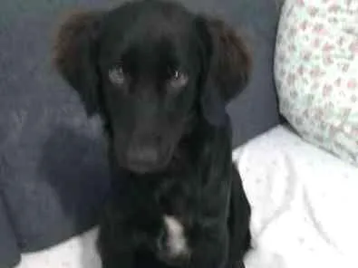 Cachorro ra a Vira lata idade 7 a 11 meses nome Banana