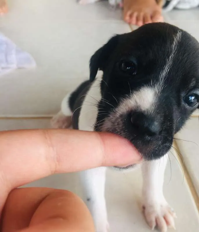 Cachorro ra a VIRA LATA idade Abaixo de 2 meses nome SEM NOME