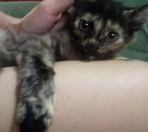 Gato raça  idade 2 a 6 meses nome sem nome