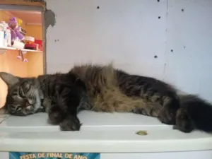 Gato raça Sem raça idade 3 anos nome Abobora