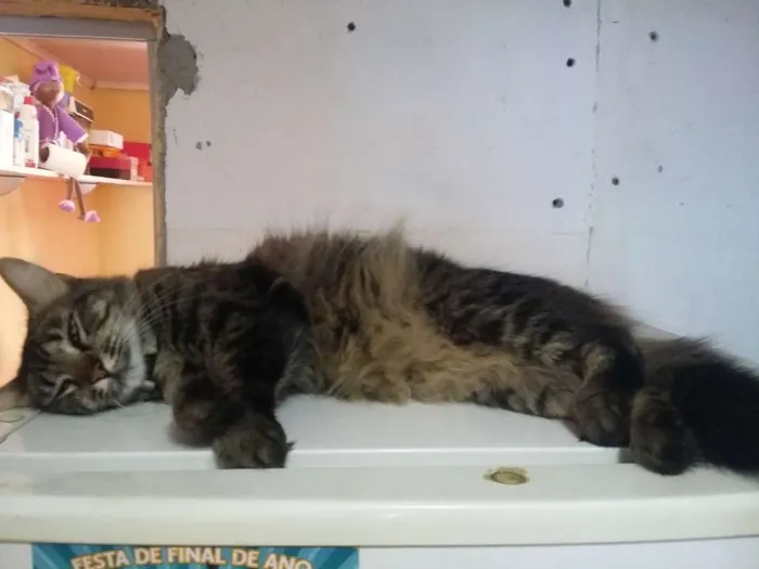 Gato ra a Sem raça idade 3 anos nome Abobora