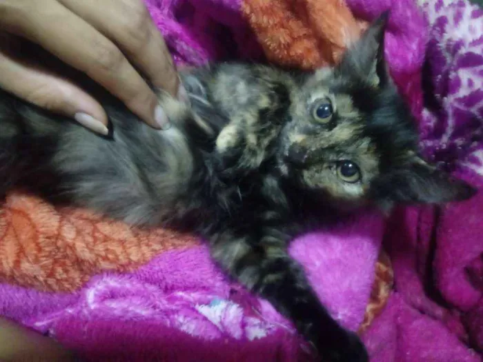 Gato ra a  idade 2 a 6 meses nome sem nome
