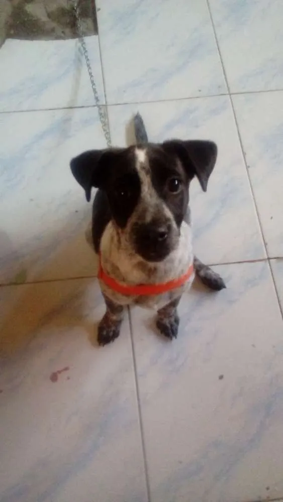 Cachorro raça  idade 2 a 6 meses nome Ruby