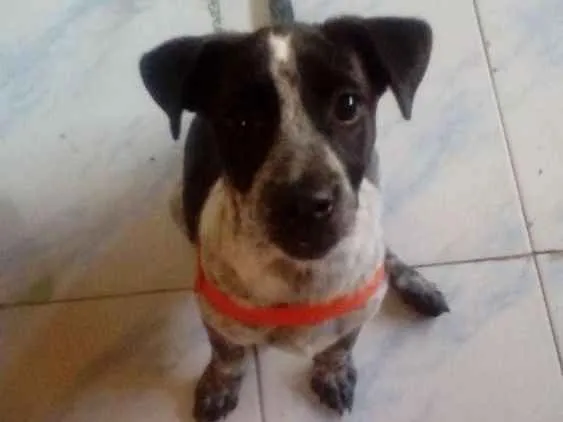 Cachorro raça  idade 2 a 6 meses nome Ruby