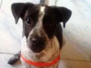 Cachorro raça  idade 2 a 6 meses nome Ruby