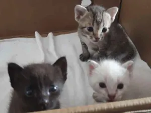 Gato raça - idade Abaixo de 2 meses nome Sem nome