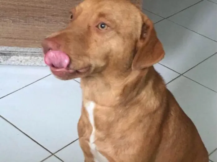 Cachorro ra a Vira lata  idade 3 anos nome Rick 