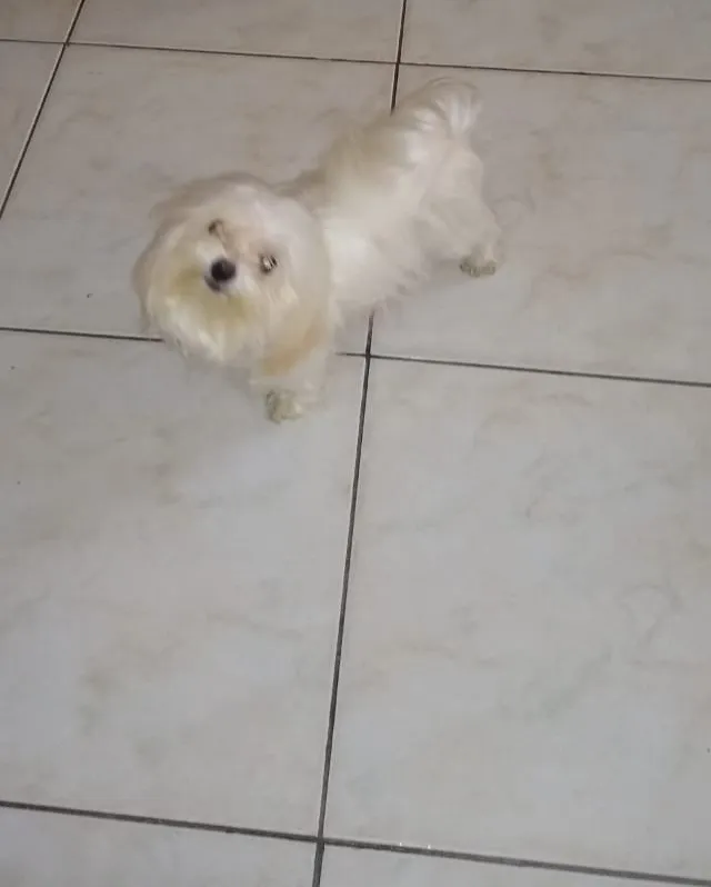 Cachorro ra a Maltês  idade 3 anos nome Nina