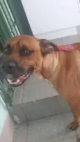 Bozo
