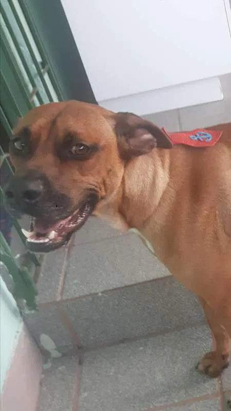 Cachorro ra a Boxer idade 7 a 11 meses nome Bozo