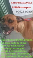 Bozo