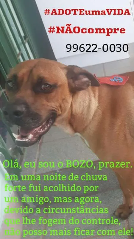 Cachorro ra a Boxer idade 7 a 11 meses nome Bozo