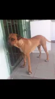 Bozo