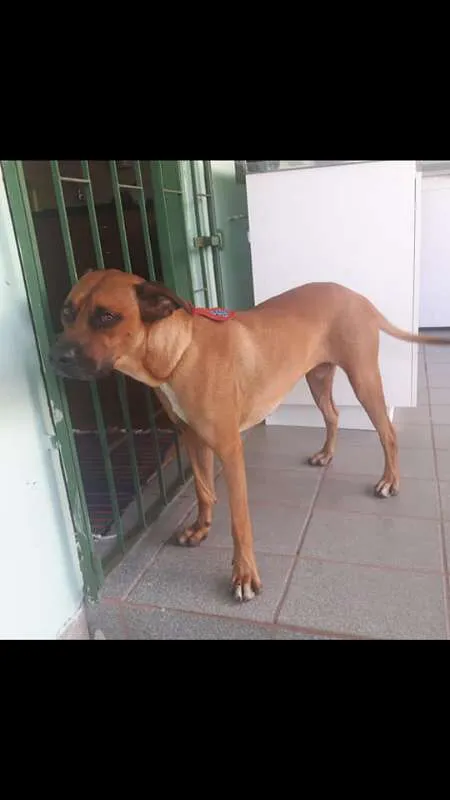 Cachorro ra a Boxer idade 7 a 11 meses nome Bozo