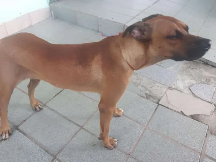 Cachorro ra a Boxer idade 7 a 11 meses nome Bozo