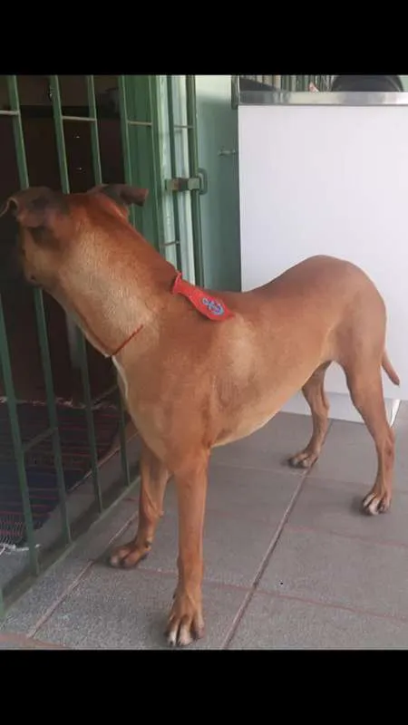 Cachorro ra a Boxer idade 7 a 11 meses nome Bozo