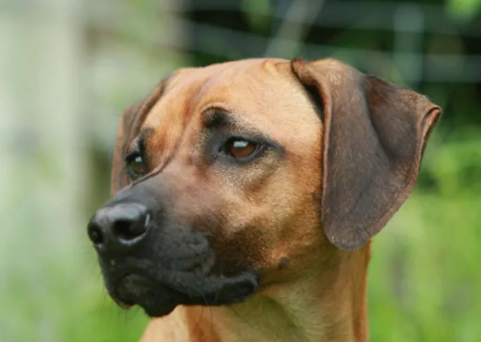Cachorro ra a Boxer idade 7 a 11 meses nome Bozo