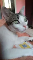Xibika